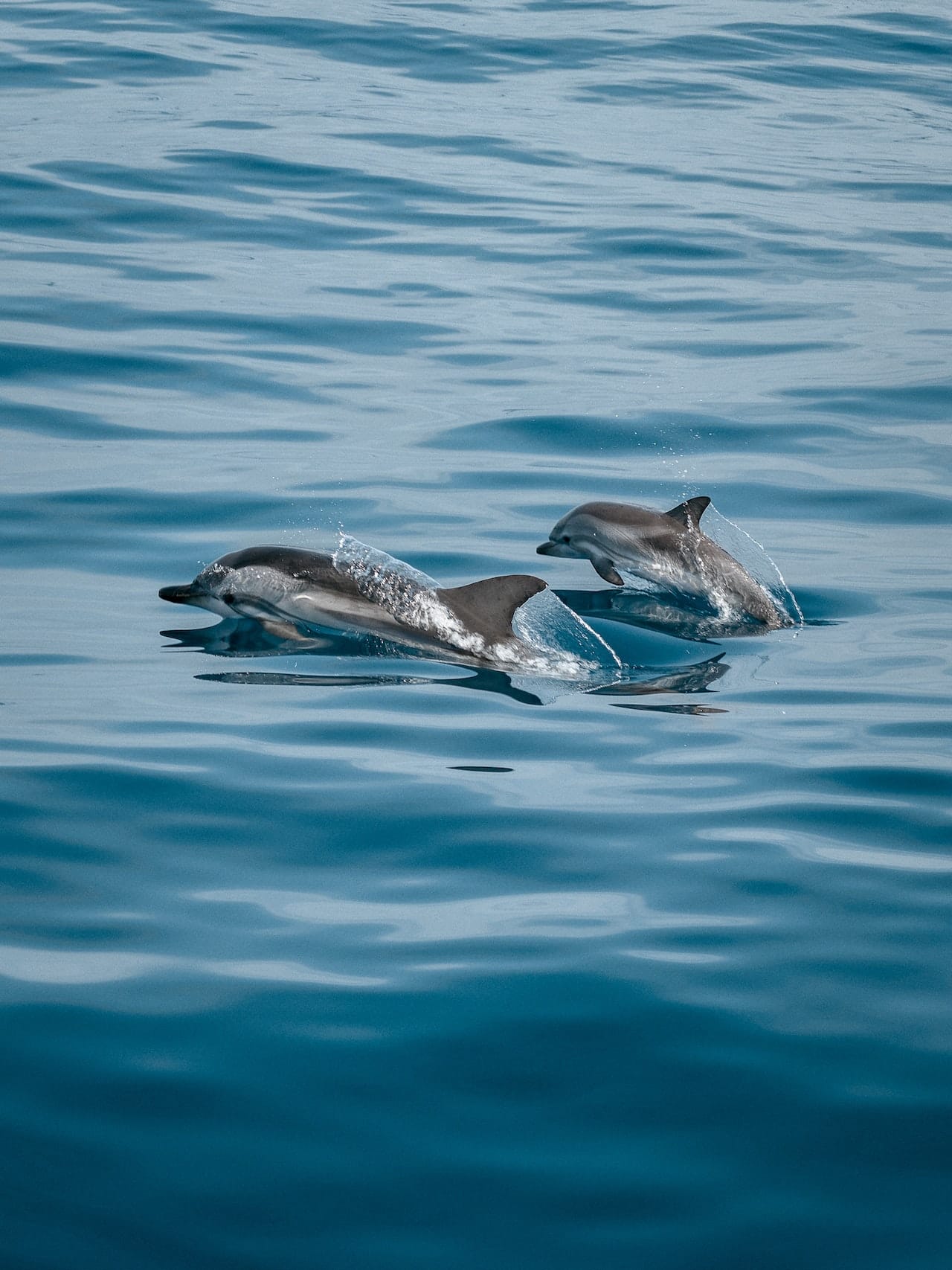 Two dolphins, an adult and a juvenile, playing in the ocean in Los Angeles, California.