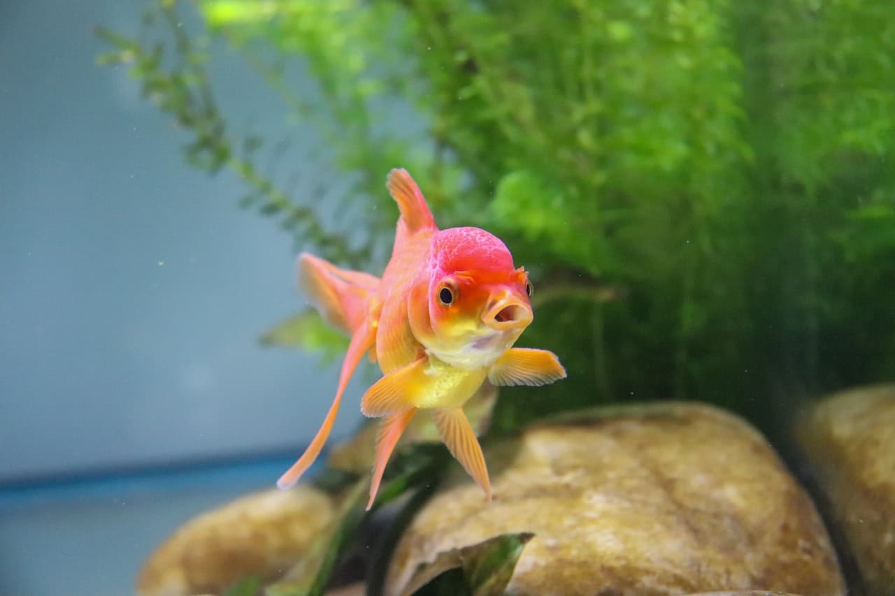 Photo of a red and yellow goldfish in a tank