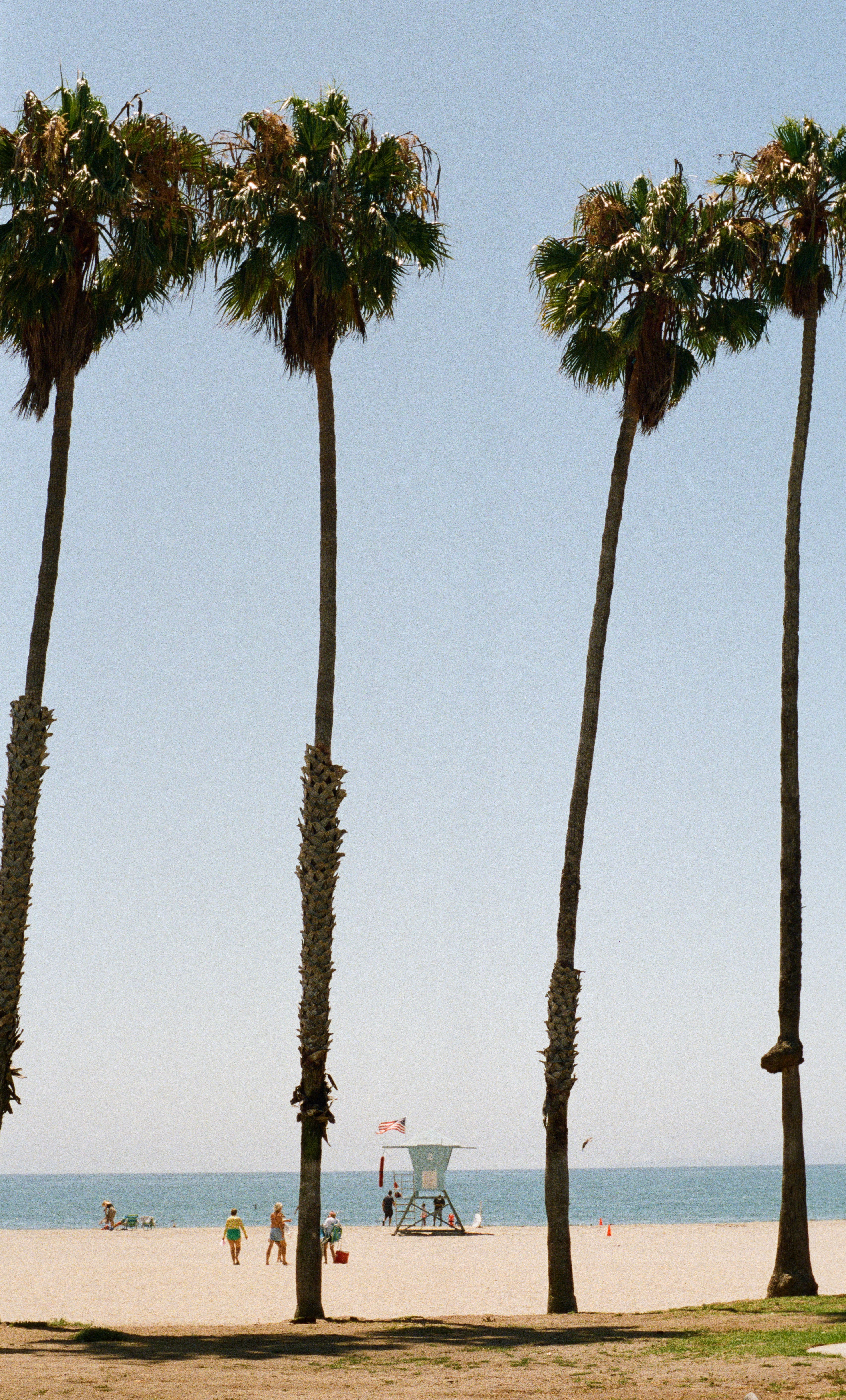 A photo that shows palm trees on the beach against a blue sky. 